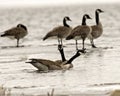 Canada Geese Photo and Image. On ice water in the springtime with falling snow in their environment and habitat surrounding. Goose Royalty Free Stock Photo