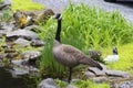 Canada Geese keeping watch near their nest. Royalty Free Stock Photo