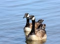 Canada Geese on Lake Royalty Free Stock Photo