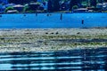 Canada Geese Lake Washington Reflections Juanita Bay Park Kirkland Washiington