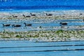 Canada Geese Lake Washington Reflections Juanita Bay Park Kirkland Washiington Royalty Free Stock Photo