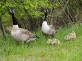 Canada Geese on Land