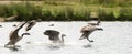 Canada Geese Landing