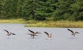 Canada Geese Landing on a Lake