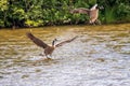 Canada Geese landing point blank in water on pond