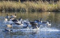 Canada Geese Landing