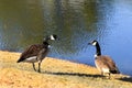 Mr. and Mrs. Goose Plan Their Day