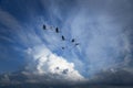 Canada geese migrating Royalty Free Stock Photo