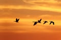 Canada Geese Migrating South in Autumn Royalty Free Stock Photo