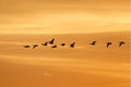 Canada Geese Migrating at Sunset Royalty Free Stock Photo