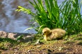 Canada geese with newly born chicks Royalty Free Stock Photo