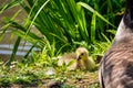 Canada geese with newly born chicks Royalty Free Stock Photo