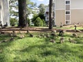 Canada Geese overpopulation in apartment complex