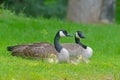 Canada Geese pair with babies in green grass. Royalty Free Stock Photo