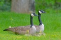 Canada Geese pair with babies in green grass. Royalty Free Stock Photo