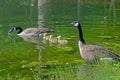 Canada Geese pair swim with goslings. Royalty Free Stock Photo