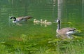 Canada Geese pair swim with goslings. Royalty Free Stock Photo