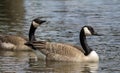 Canada Geese Pair Swimming in Lake Royalty Free Stock Photo