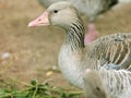 Canada geese in the park in autumn. Royalty Free Stock Photo