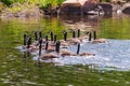 Canada Geese Photo and Image. Flock of birds. Geese swimming with splashing water with rock and foliage backgroundl in their