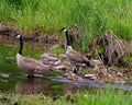 Canada Geese Photo and Image. Goose with gosling babies close-up view in their environment and protecting their baby birds Royalty Free Stock Photo