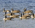 Canada Geese Photo and Image. Canada Geese group swimming in their environment and surrounding habitat. Colony of Geese