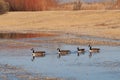 Canada Geese on pond