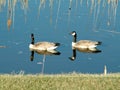 Canada Geese in Pond with reflections Royalty Free Stock Photo