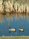 Canada Geese in Pond with reflections Royalty Free Stock Photo