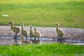 Canada geese at a pond with their chicks Royalty Free Stock Photo