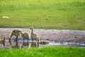 Canada geese at a pond with their chicks Royalty Free Stock Photo