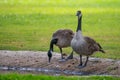 Canada geese at a pond with their chicks Royalty Free Stock Photo