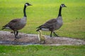 Canada geese at a pond with their chicks Royalty Free Stock Photo