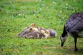 Canada geese at a pond with their chicks Royalty Free Stock Photo
