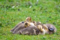 Canada geese at a pond with their chicks Royalty Free Stock Photo