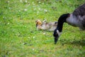 Canada geese at a pond with their chicks Royalty Free Stock Photo