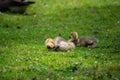 Canada geese at a pond with their chicks Royalty Free Stock Photo