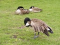 Canada geese preening feathers at park Royalty Free Stock Photo