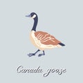 Canada Geese. Profile Of Walking Bird. Vintage Collection. Vector Illustration