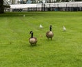 Canada geese and seagulls on the Liberty Island, near the Statue of Liberty Royalty Free Stock Photo