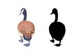 Canada geese. Set of the black silhouette and the color vintage style bird. Vector illustration.