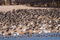 Canada Geese and Snow Geese Roosting on a Shore Royalty Free Stock Photo