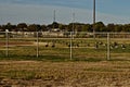 Canada geese, South East City Park, Canyon, Texas. Batter Up! Royalty Free Stock Photo