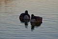 Canada geese, South East City Park, Canyon, Texas. Royalty Free Stock Photo
