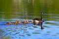 Canada Geese in Spring Royalty Free Stock Photo