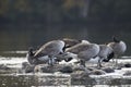 Canada Geese Standing on Rocks