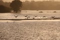 Canada geese at sunset in silhouette