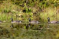 Canada Geese Swim in Marsh  702428 Royalty Free Stock Photo