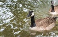 Canada Geese swim into view along the Ottawa River. Royalty Free Stock Photo