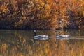 Canada Geese Swimming in Bright Fall River